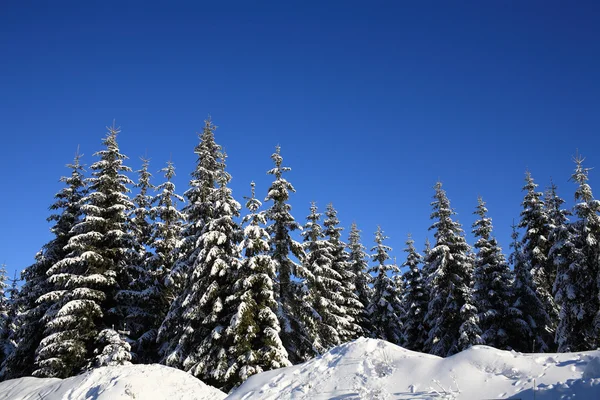 Vinterlandskap — Stockfoto