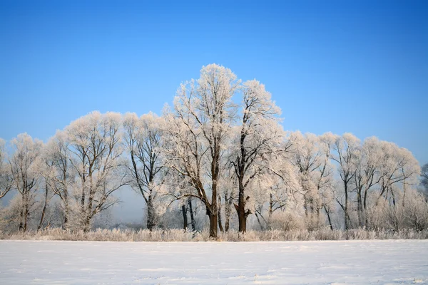 Winter scenery — Zdjęcie stockowe