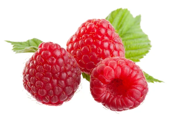 Raspberries Stock Image