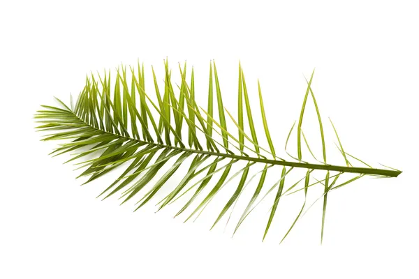 Зелений palm leaf — стокове фото