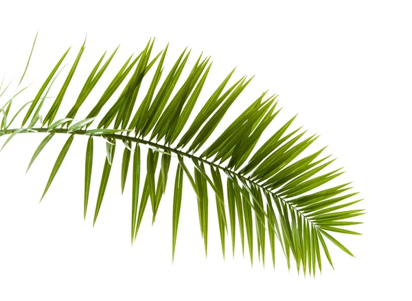 Groene palmtak — Stockfoto