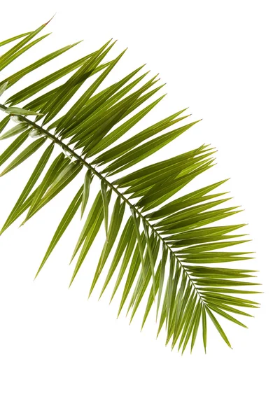 Зелений palm leaf — стокове фото