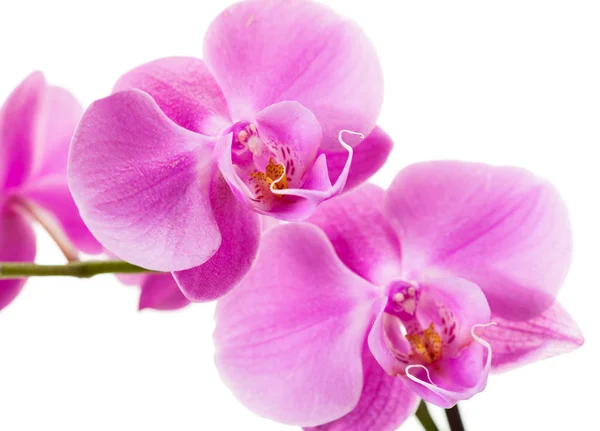 Purple orchid — Stock Photo, Image