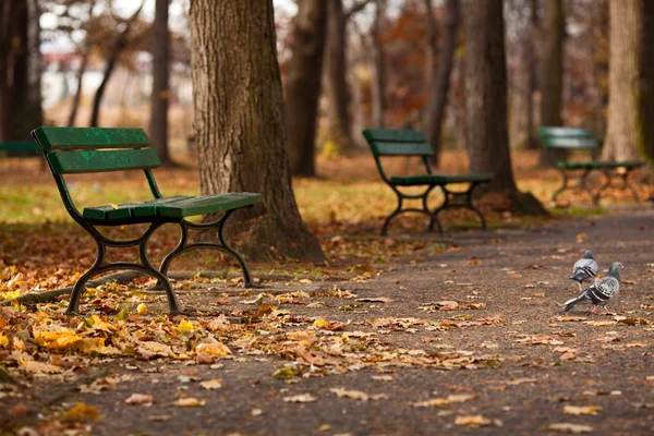 Parkta sonbahar — Stok fotoğraf