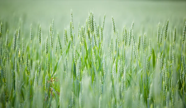 Unripe cereal — Stock Photo, Image