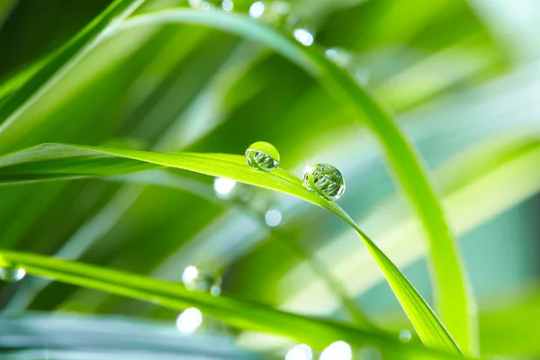 水滴在绿草上 — 图库照片