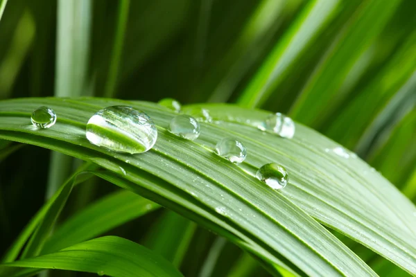 Waterdruppels op het groene gras — Stockfoto