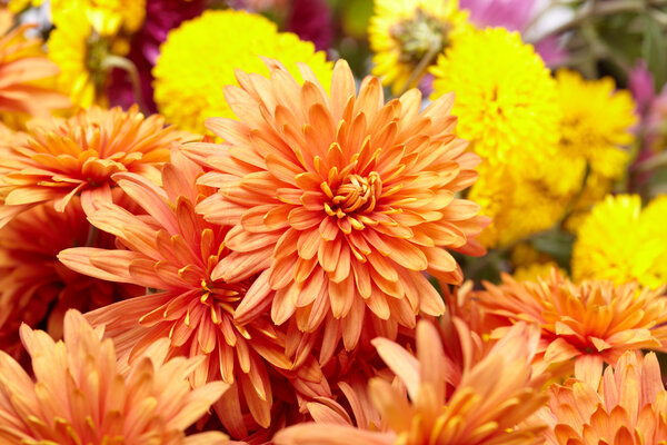 Beautiful chrysanthemum