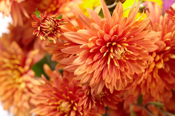 Beautiful chrysanthemum — Stock Photo, Image