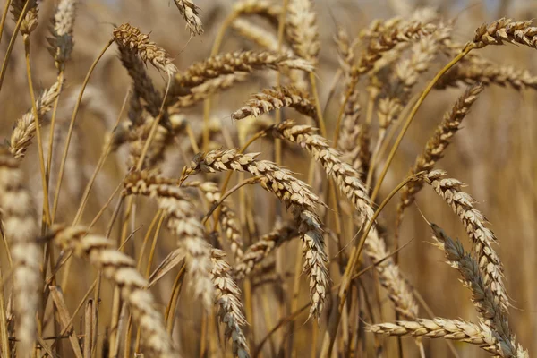 Campo di grano — Foto Stock