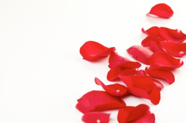 Beyaz üzerine izole gül yaprakları