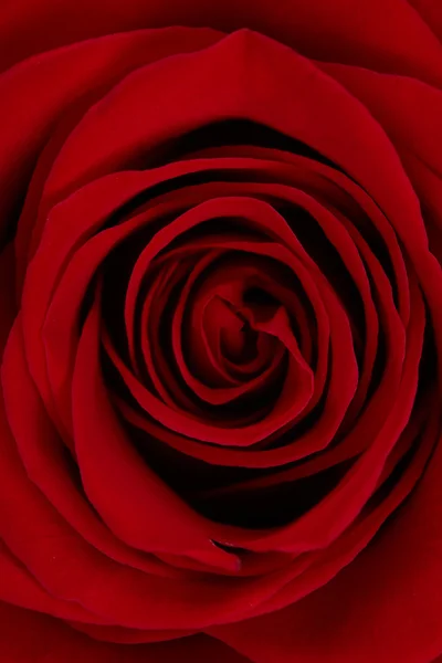 Rode rose. Close-up — Stockfoto