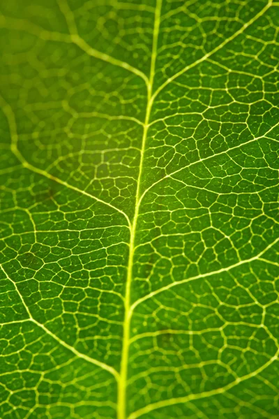 Зеленый лист. Крупный план — стоковое фото