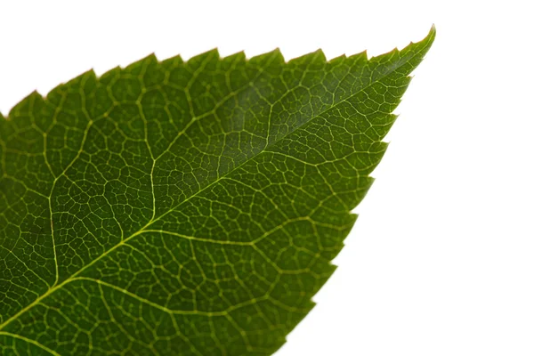 Green leaf — Stock Photo, Image