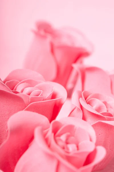 Pink roses Stock Photo