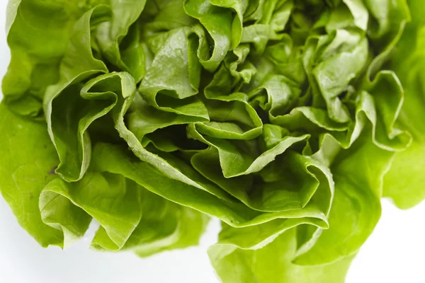 Fresh lettuce — Stock Photo, Image