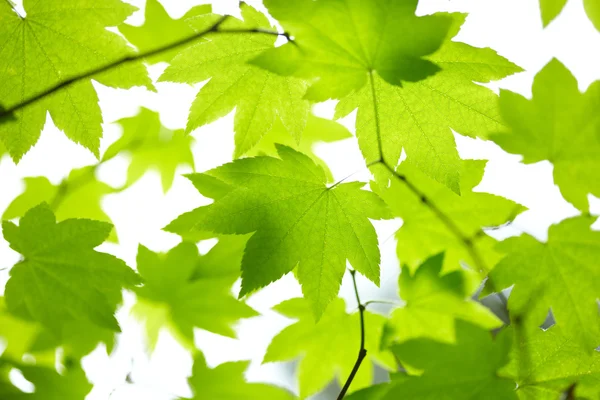 Groene bladeren — Stockfoto