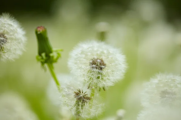 Fält av maskrosor — Stockfoto