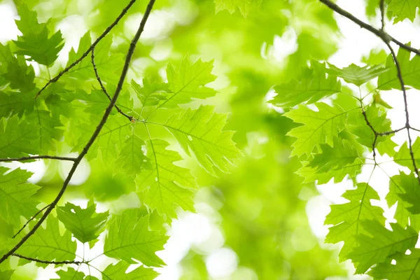 Hojas verdes — Foto de Stock