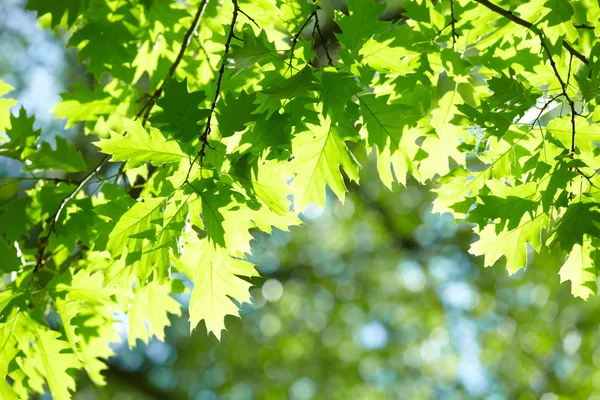 Hojas verdes — Foto de Stock