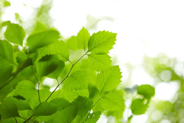 Green leaves — Stock Photo, Image