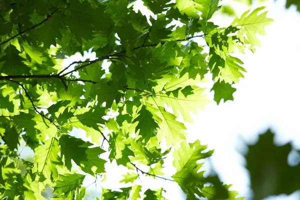 Gröna blad — Stockfoto