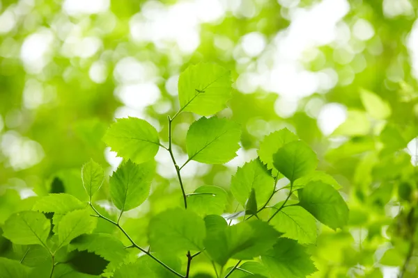 Hojas verdes — Foto de Stock