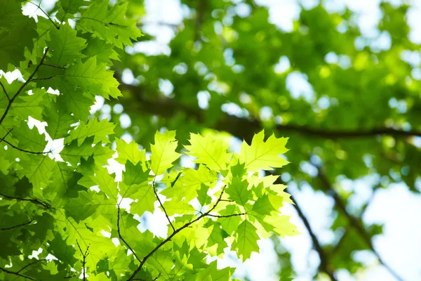 Gröna blad — Stockfoto