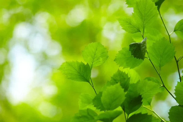 Foglie verdi — Foto Stock