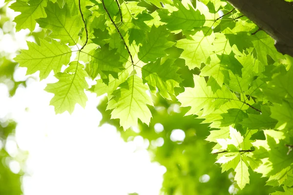 Green leaves — Stock Photo, Image