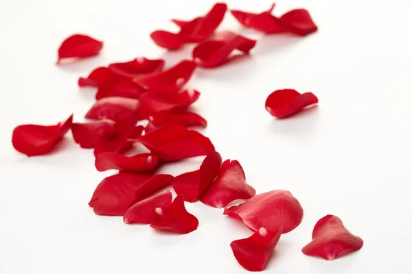 Rose petals background — Stock Photo, Image