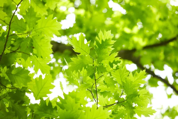 Hojas verdes — Foto de Stock