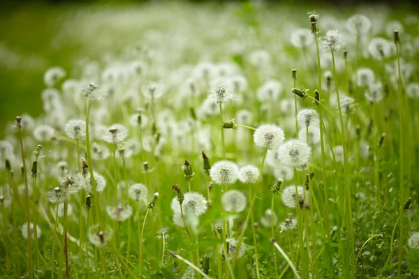 Field of dandelions — Stock Photo, Image