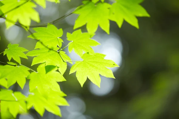 Folhas verdes — Fotografia de Stock