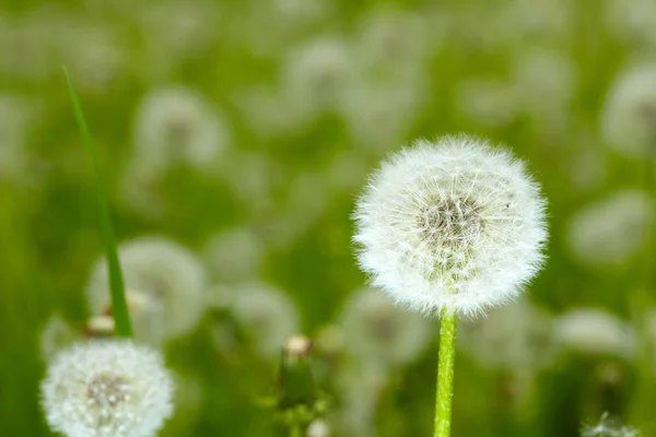 Field of dandelions — Stock Photo, Image
