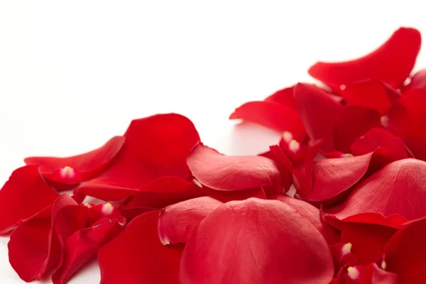 Rose petals background — Stock Photo, Image