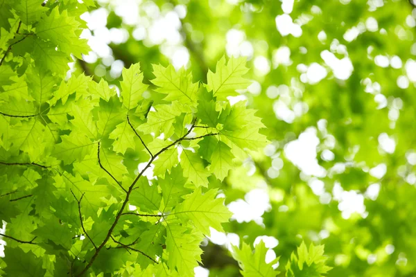 Green leaves — Stock Photo, Image