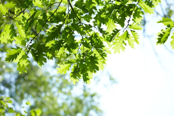 Green leaves — Stock Photo, Image