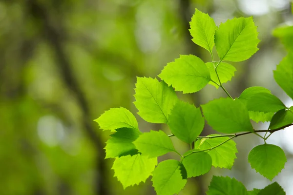 Folhas verdes — Fotografia de Stock