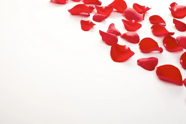 Rose petals — Stock Photo, Image