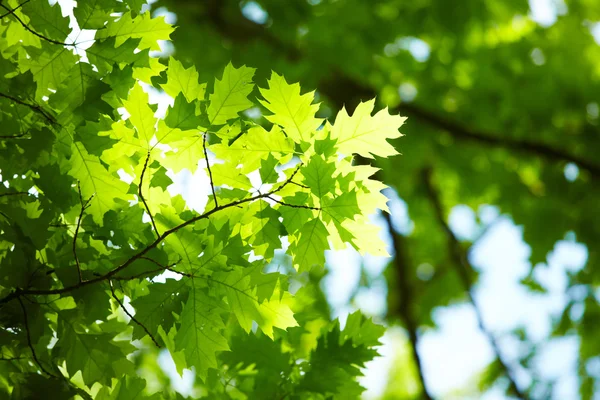 Folhas verdes — Fotografia de Stock