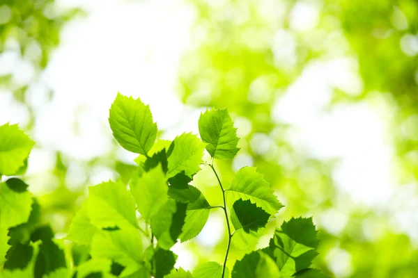 Groene bladeren — Stockfoto