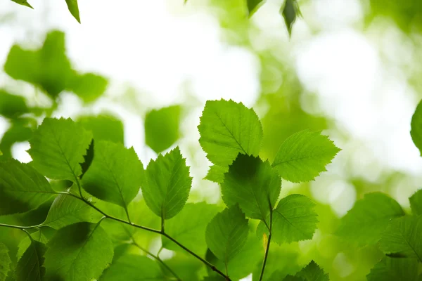 Green leaves — Stock Photo, Image