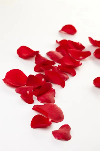 Rose petals — Stock Photo, Image
