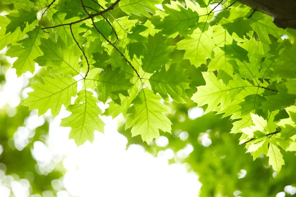 Green leaves — Stock Photo, Image