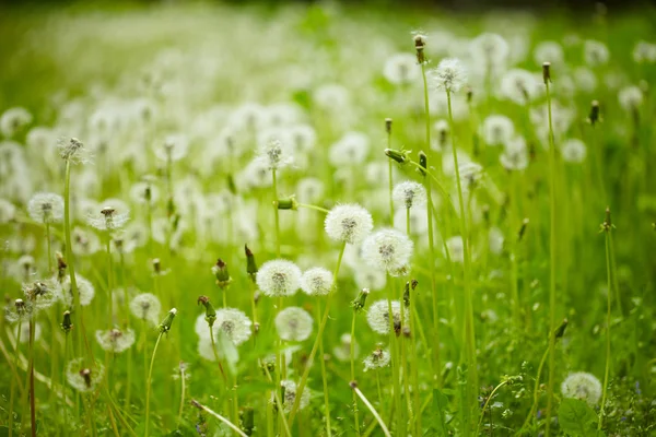 Field of dandelions — Stock Photo, Image