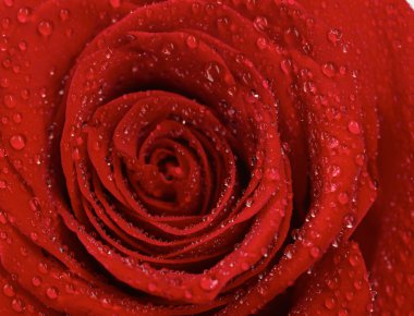 Su damlalı kırmızı gül