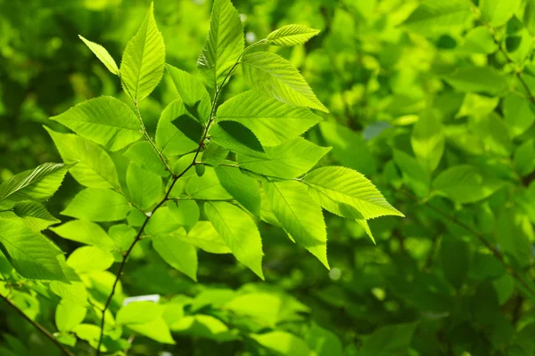 Folhas verdes — Fotografia de Stock