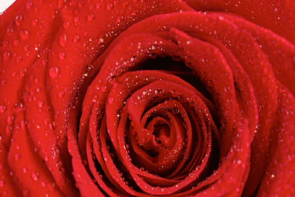 Rote Rose mit Wassertropfen — Stockfoto