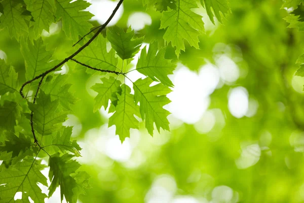 Green leaves — Stock Photo, Image